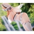 Elixer Priestess Ver. ASMR DVD Set